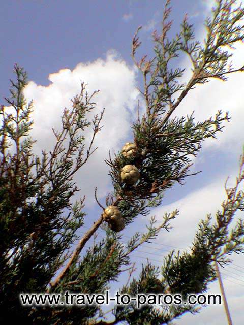 TREE AND SKY - The ''Sea trees'' of Lolantonis beach reach as the end of sea.